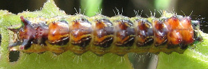 Final Larvae Top of Northern Hairstreak - Jalmenus eichhorni